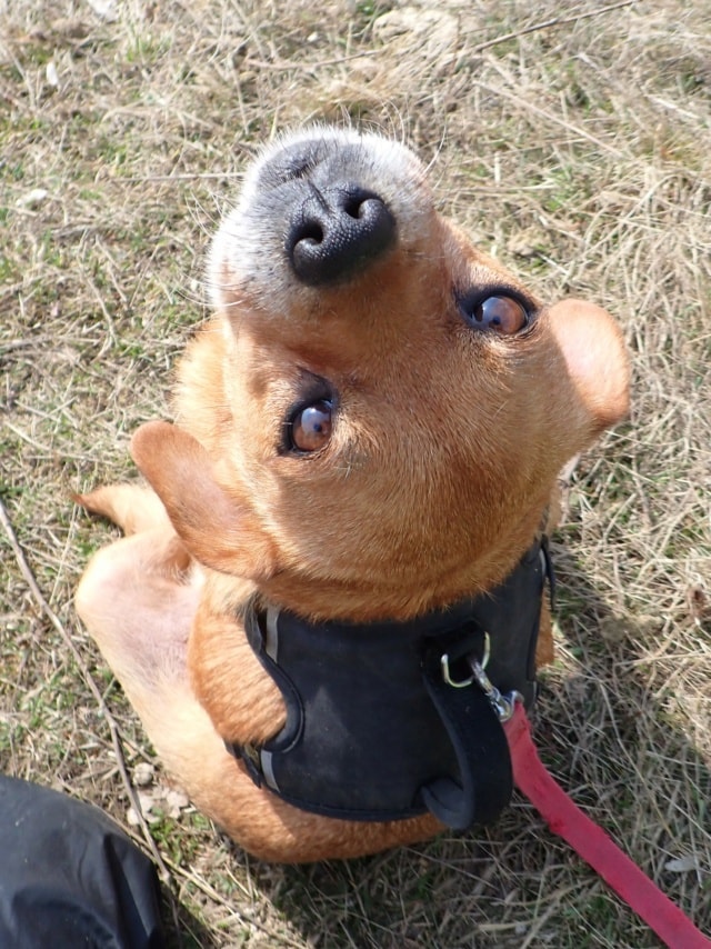 Ellis, chien à l'adoption chez Remember Me France