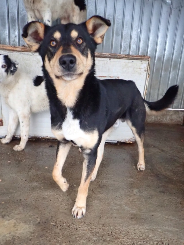 Elton, dog for adoption at Remember Me France
