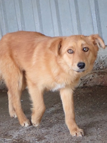 Elvane, dog for adoption at Remember Me France