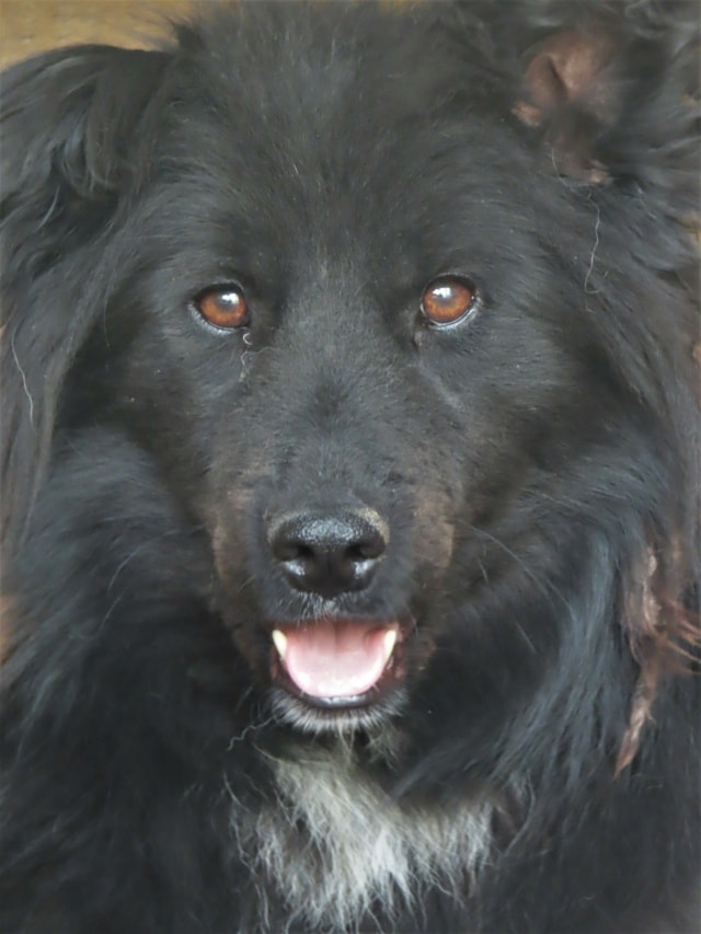 Eowyn, dog for adoption at Remember Me France