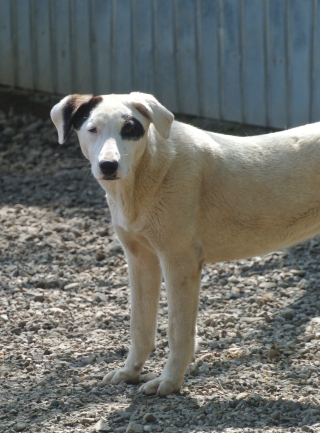 Etna, dog for adoption at Remember Me France