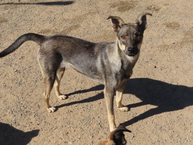 Eucalyptus, dog for adoption at Remember Me France