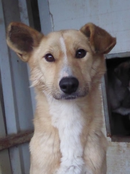 Evira, dog for adoption at Remember Me France