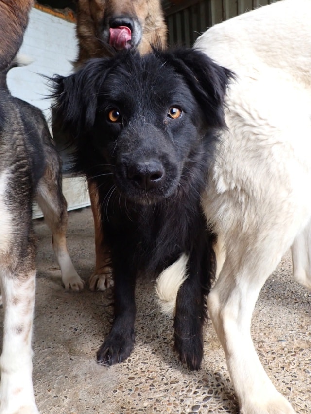 Fantasio, dog for adoption at Remember Me France