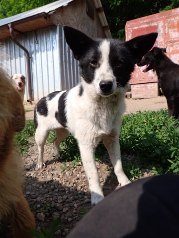 Fedora, dog for adoption at Remember Me France