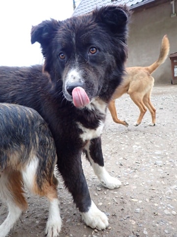 Felix, dog for adoption at Remember Me France