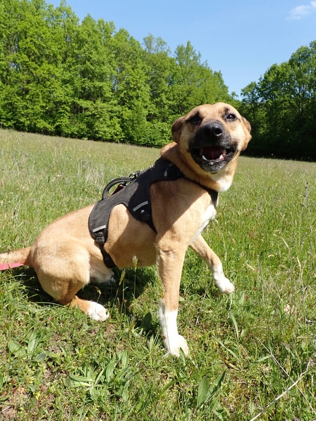 Ferenc, chien à l'adoption chez Remember Me France