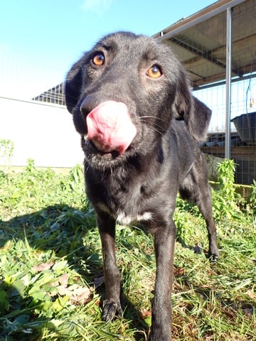 Fizz, dog for adoption at Remember Me France