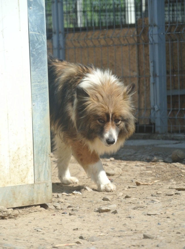 Flammeche, dog for adoption at Remember Me France