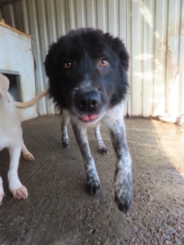 Flavio, chien à l'adoption chez Remember Me France