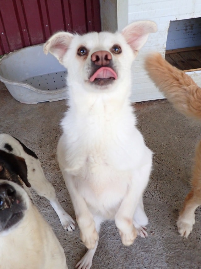 Fleur, dog for adoption at Remember Me France