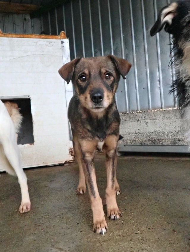 Framboise, dog for adoption at Remember Me France