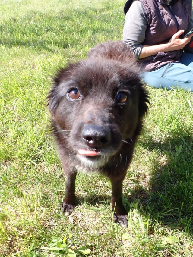 Friday, dog for adoption at Remember Me France