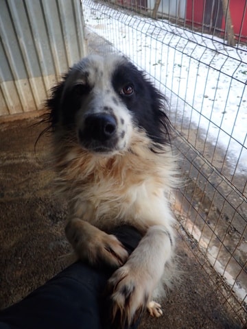Funky, dog for adoption at Remember Me France