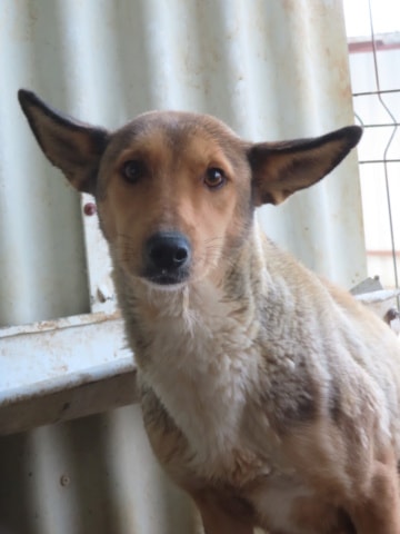 Gazel, dog for adoption at Remember Me France