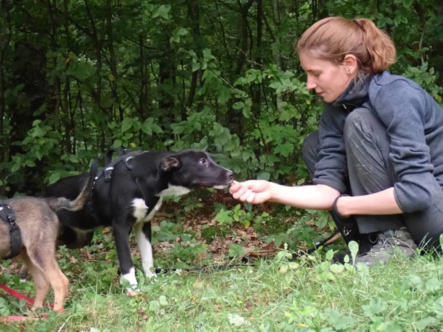 Gentiane, dog for adoption at Remember Me France