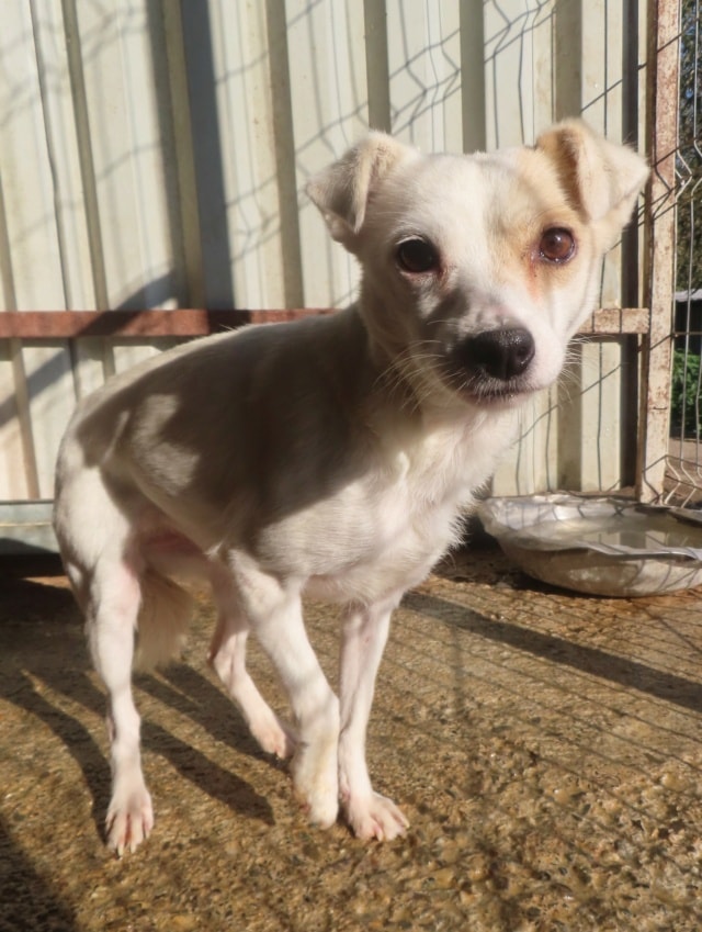 Greedy, chien à l'adoption chez Remember Me France