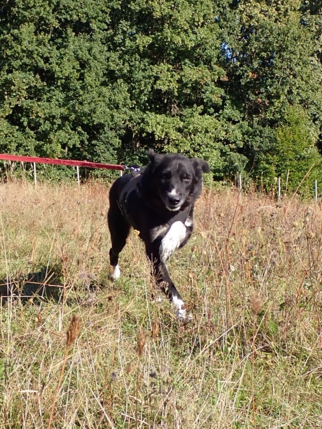 Grisette, dog for adoption at Remember Me France