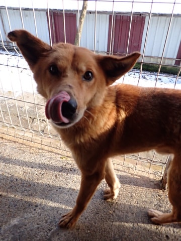 Grizzli, dog for adoption at Remember Me France