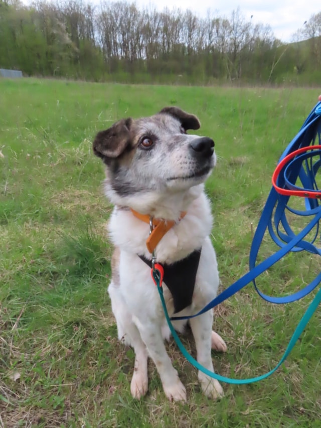 Haïduc, dog for adoption at Remember Me France