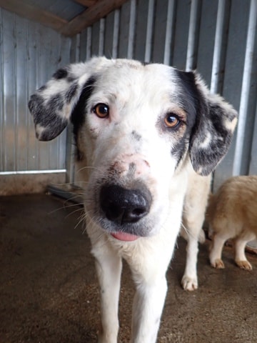 Harley, dog for adoption at Remember Me France