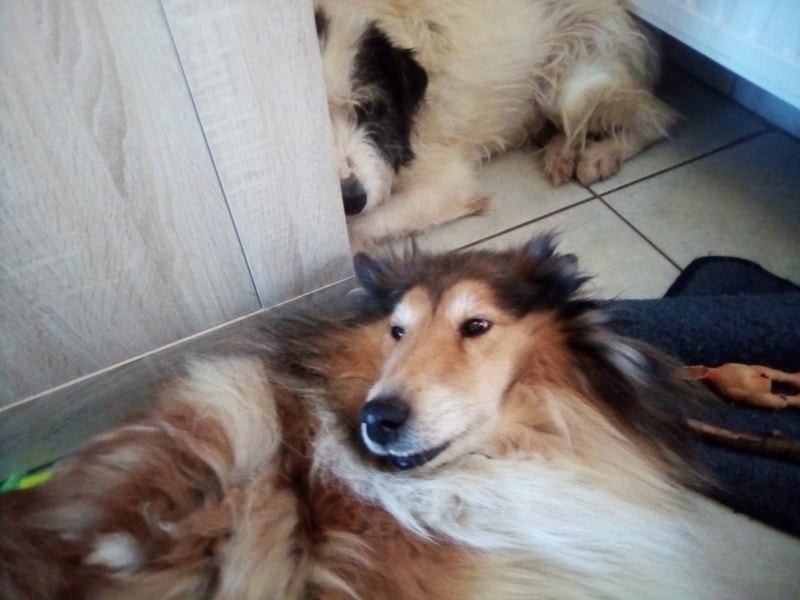 Hiona, chien à l'adoption chez Remember Me France