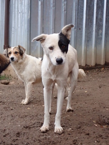 Hyaris, dog for adoption at Remember Me France
