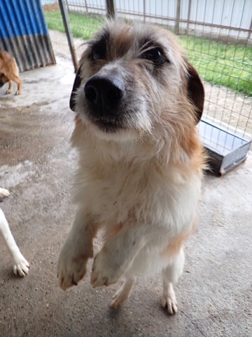 Imelda, dog for adoption at Remember Me France