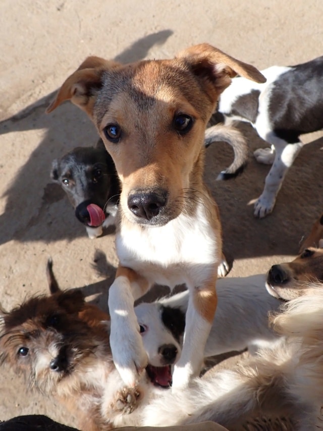 Ironix, dog for adoption at Remember Me France