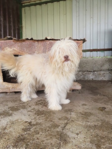 Irving, chien à l'adoption chez Remember Me France