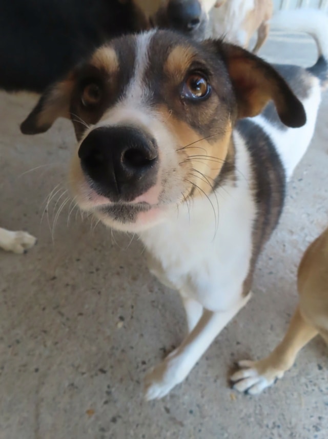 Isao, dog for adoption at Remember Me France