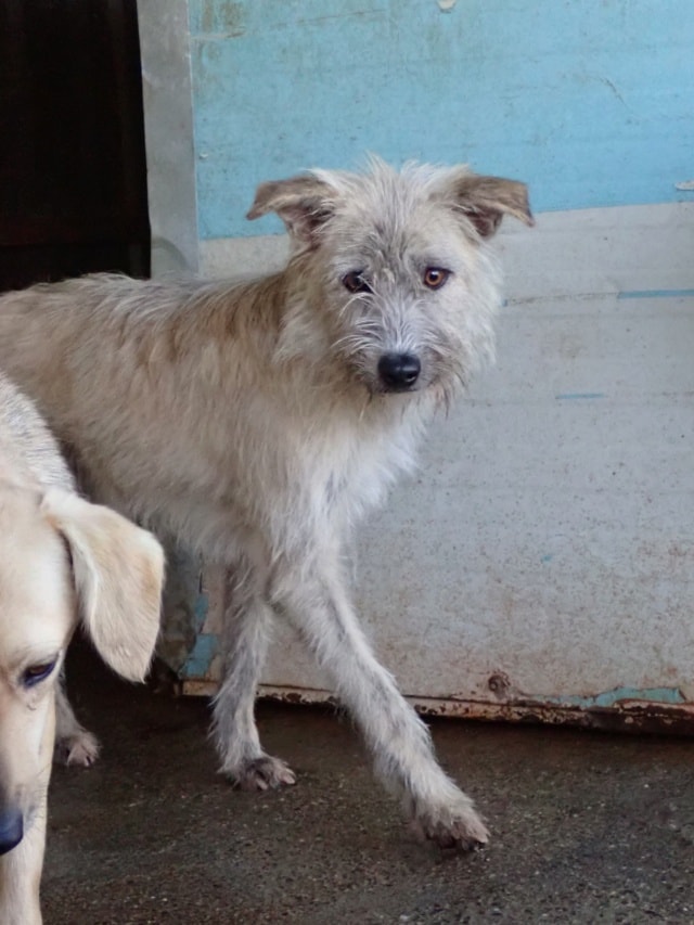 Japsy, dog for adoption at Remember Me France
