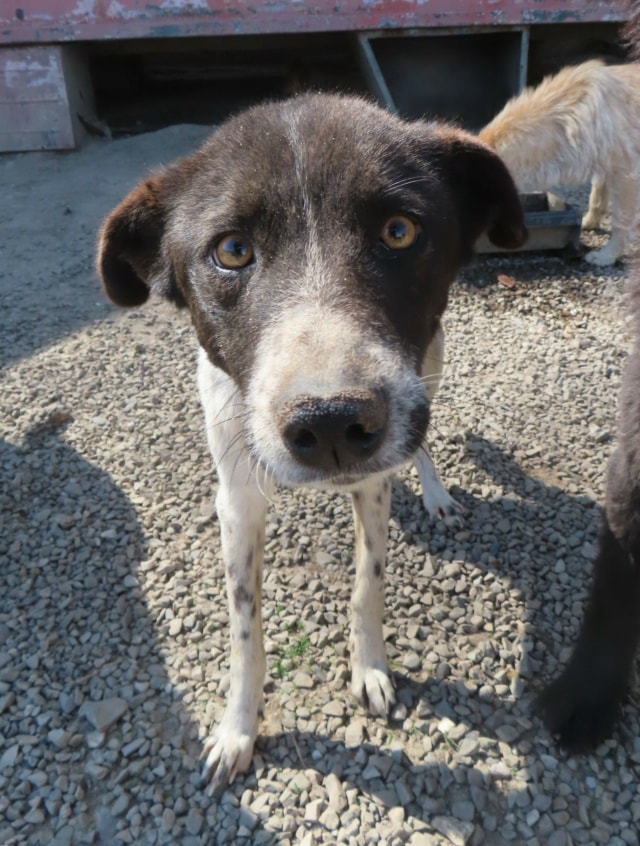 Jeanette, dog for adoption at Remember Me France