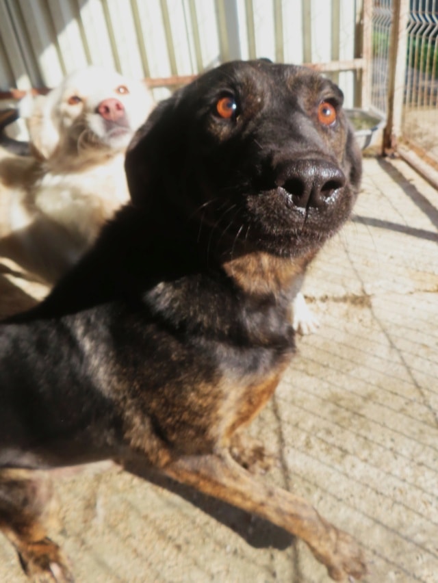 Jeep, dog for adoption at Remember Me France