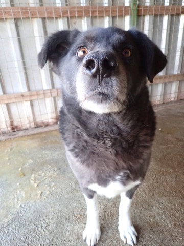 Jiro, dog for adoption at Remember Me France