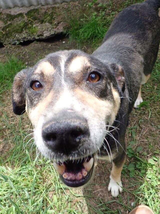 Junko, dog for adoption at Remember Me France