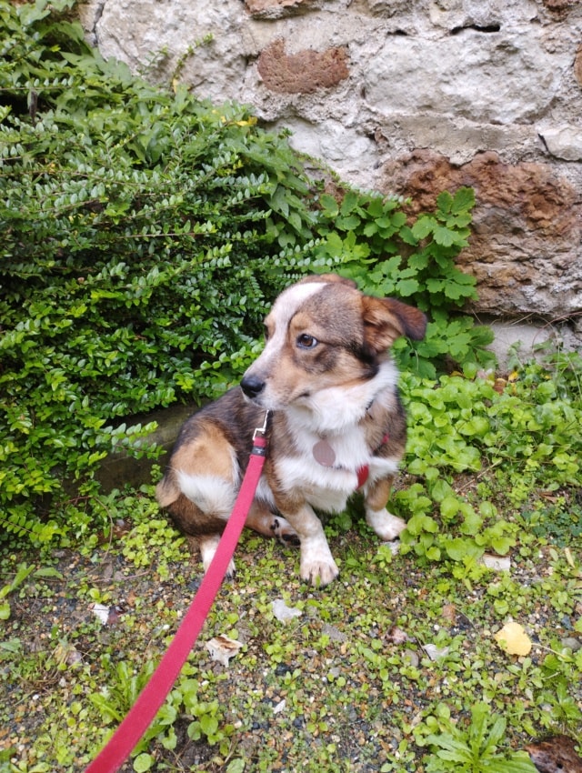 Juny, dog for adoption at Remember Me France