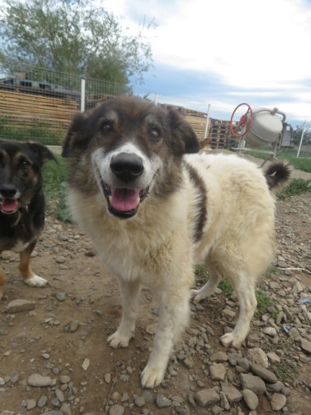 Kafka, dog for adoption at Remember Me France