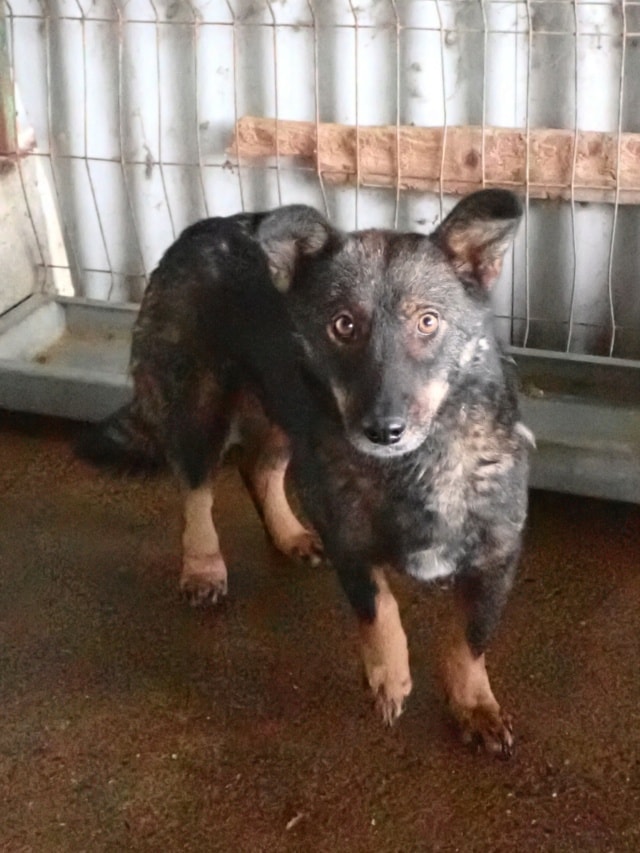 Kaly, dog for adoption at Remember Me France