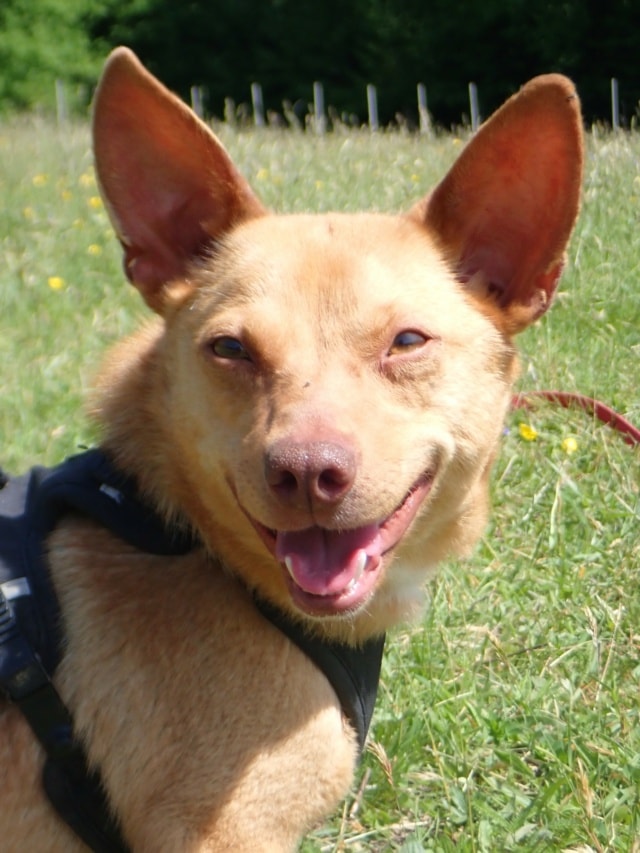 Kassia, dog for adoption at Remember Me France