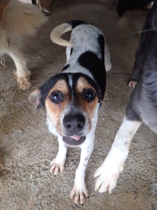 Katzuki, dog for adoption at Remember Me France