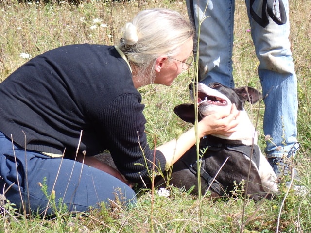 Kenjy, dog for adoption at Remember Me France