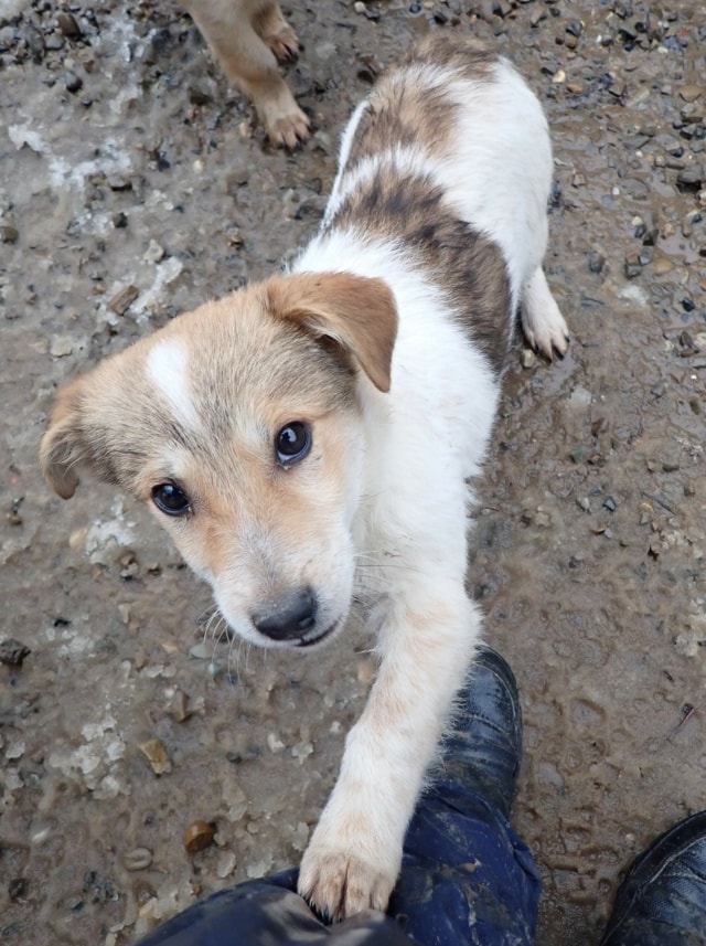 Kiartan, dog for adoption at Remember Me France