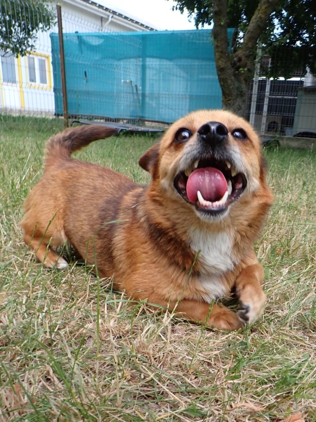 Kiddy, dog for adoption at Remember Me France