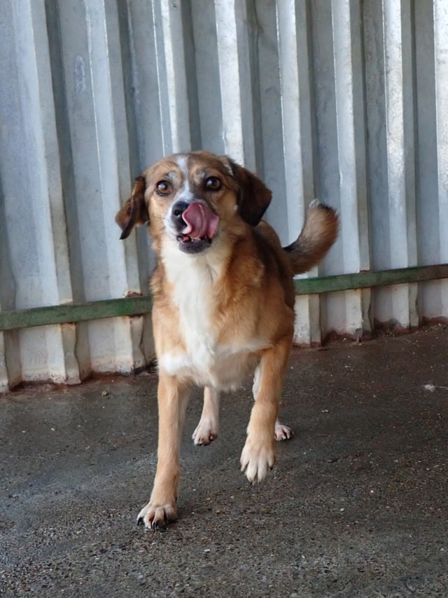 Kora, dog for adoption at Remember Me France