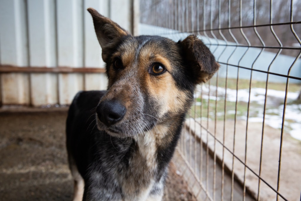 Lada, chien à l'adoption chez Remember Me France