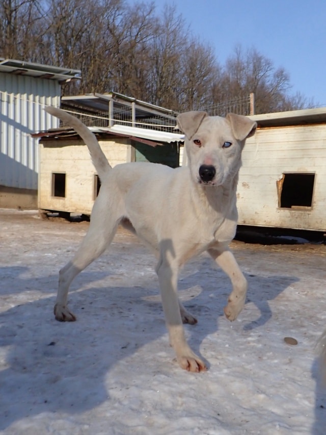 Laponie, dog for adoption at Remember Me France