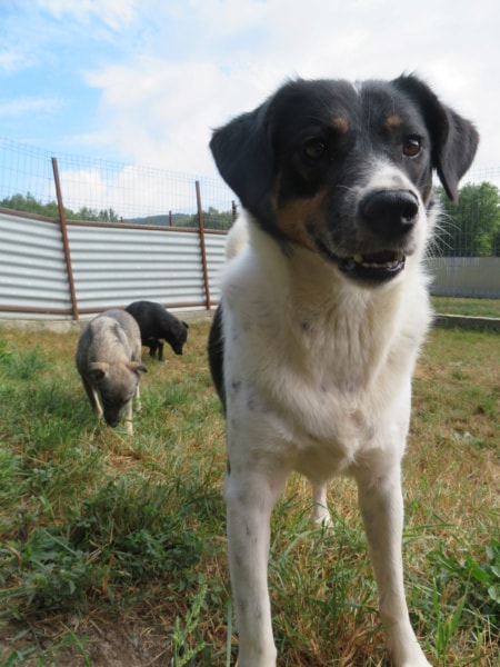 Lily, dog for adoption at Remember Me France
