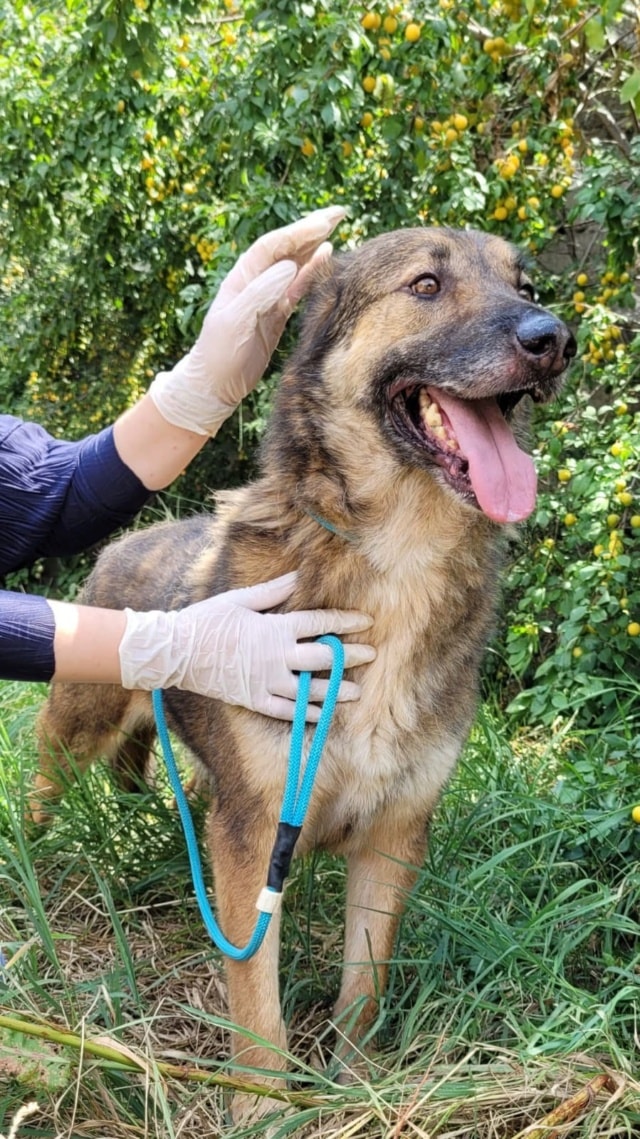 Lincoln, dog for adoption at Remember Me France