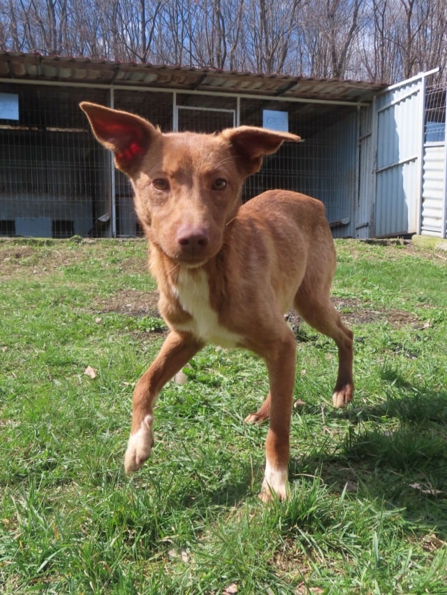 Lipova, dog for adoption at Remember Me France